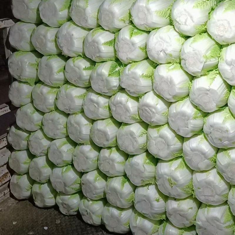 黑山白菜产地