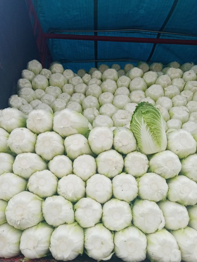 黑山白菜产地