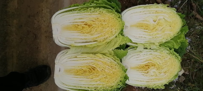 黑山白菜产地