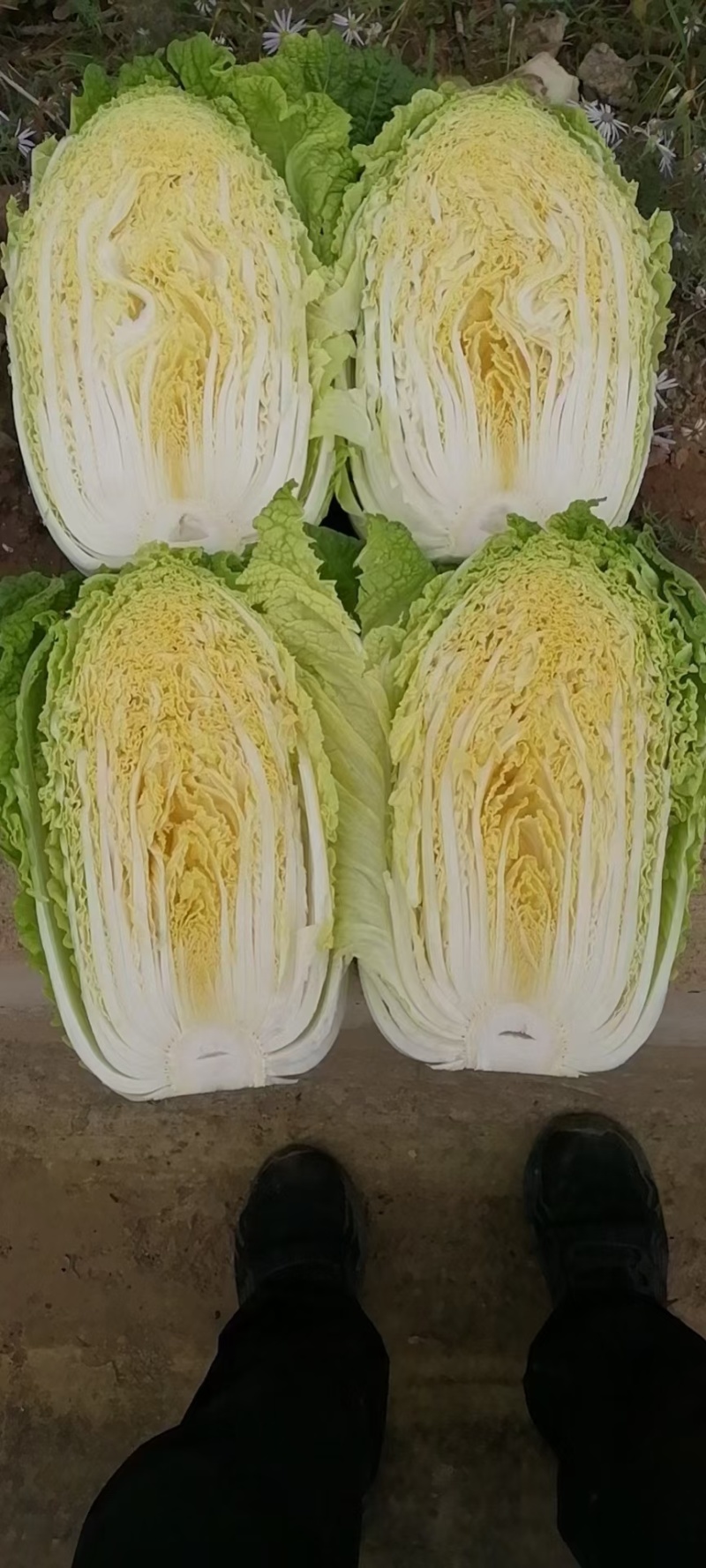 黑山白菜产地