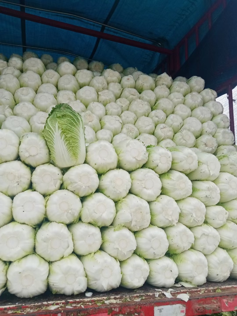 黑山白菜产地