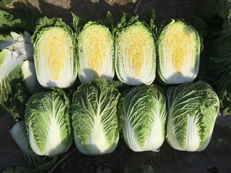 黑山白菜产地