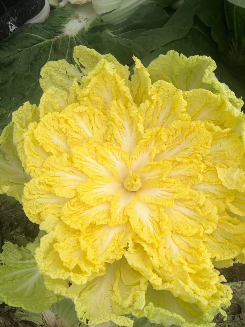 黑山白菜产地