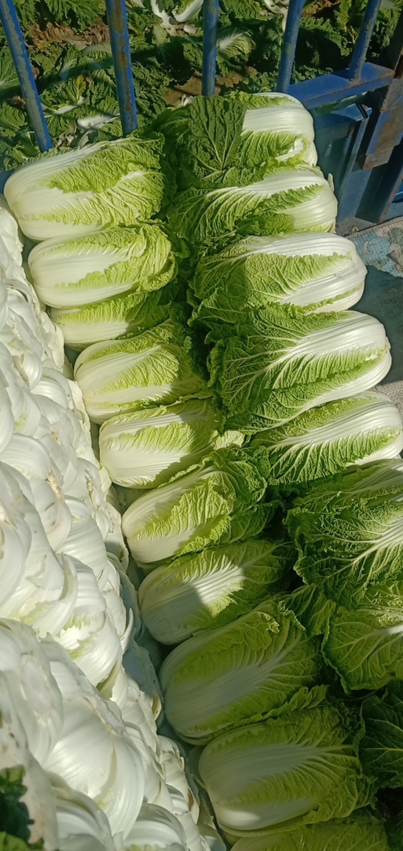 黑山白菜产地