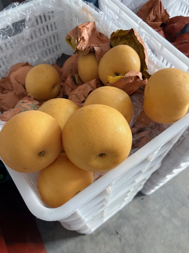 原产地供货商：秋月梨，大量上市，价格美丽！