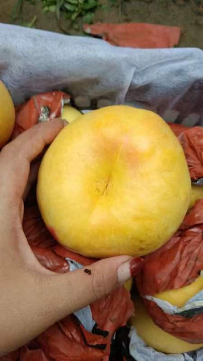 风味天后油蟠桃