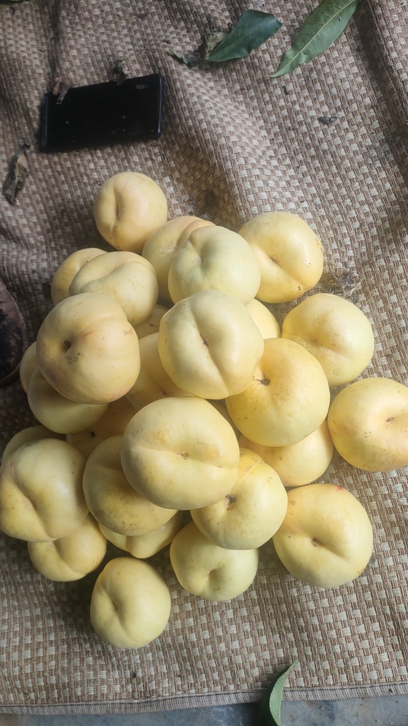 风味天后油蟠桃