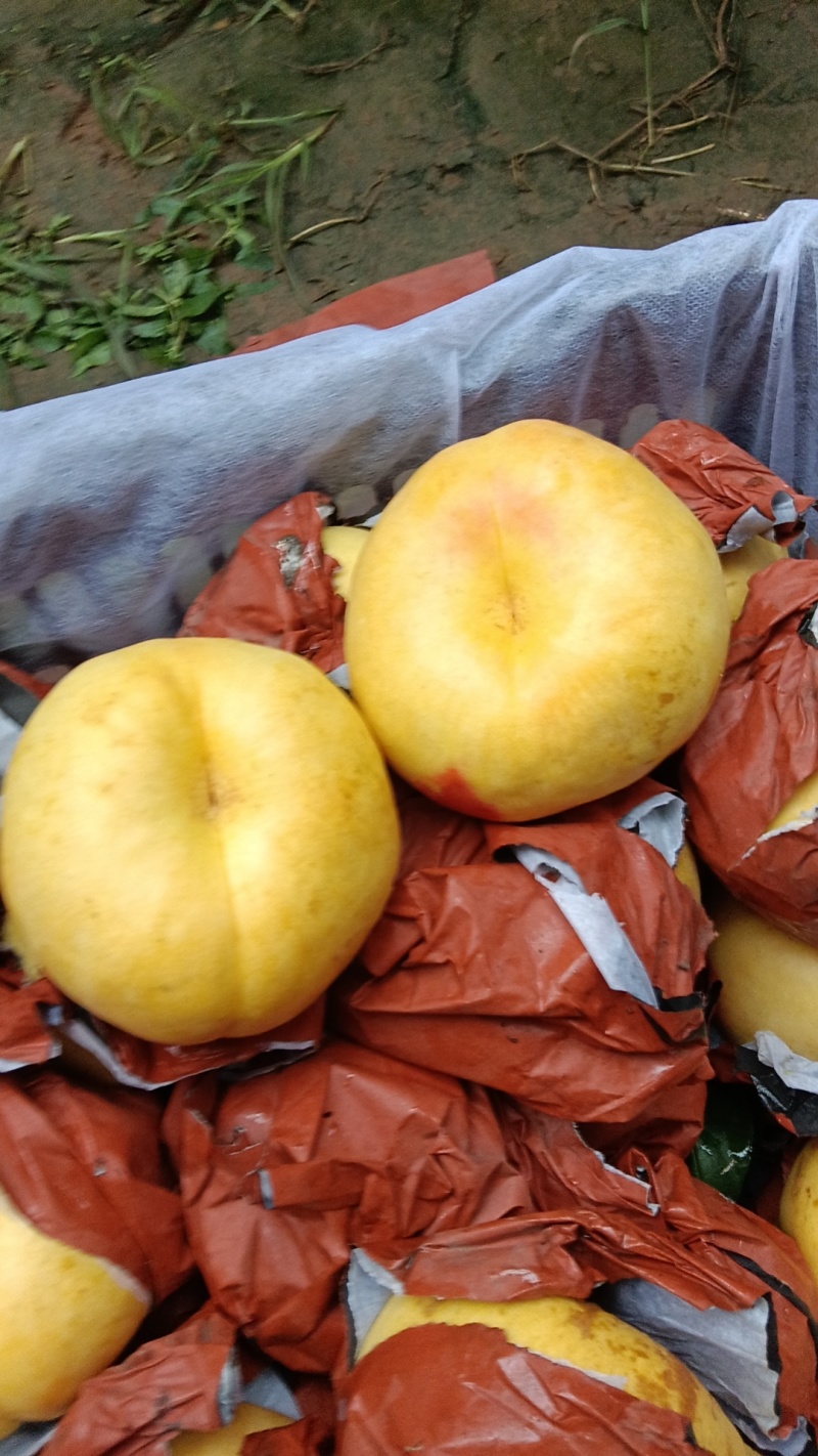 风味天后油蟠桃