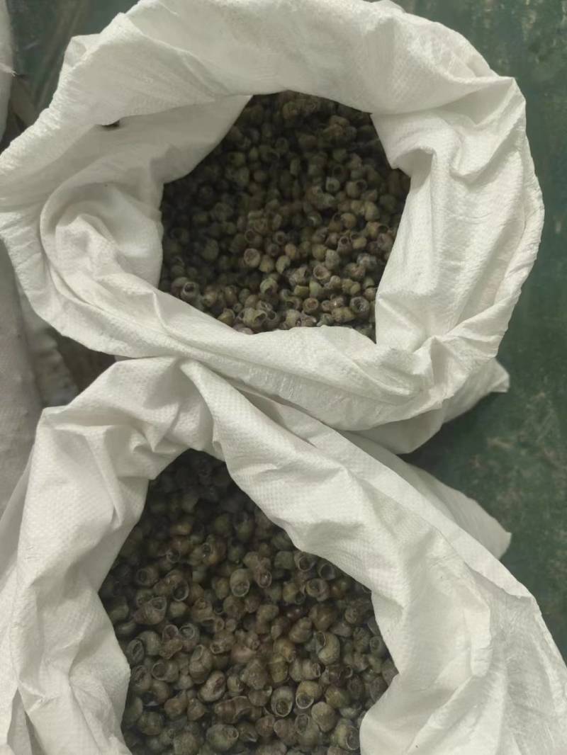 微山湖剪尾去盖螺蛳无沙无臭粒，一手货源大量现货
