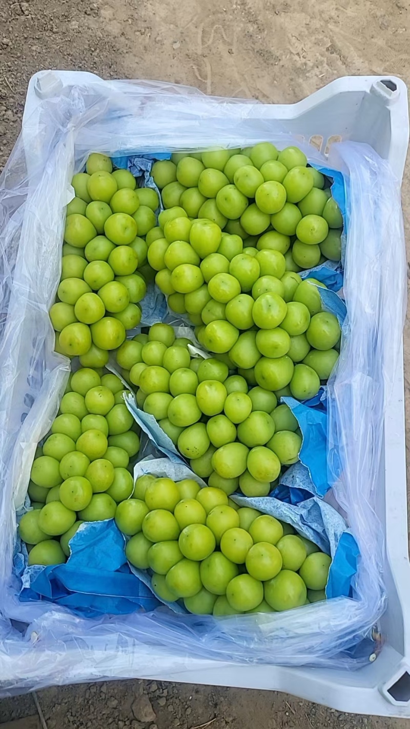 我叫金成，我是一名辽宁代办，阳光玫瑰以大量上市，价格不高