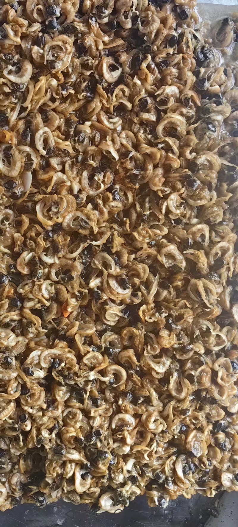 精品夏夷贝边饲料级别的，现货大量供应，欢迎下单