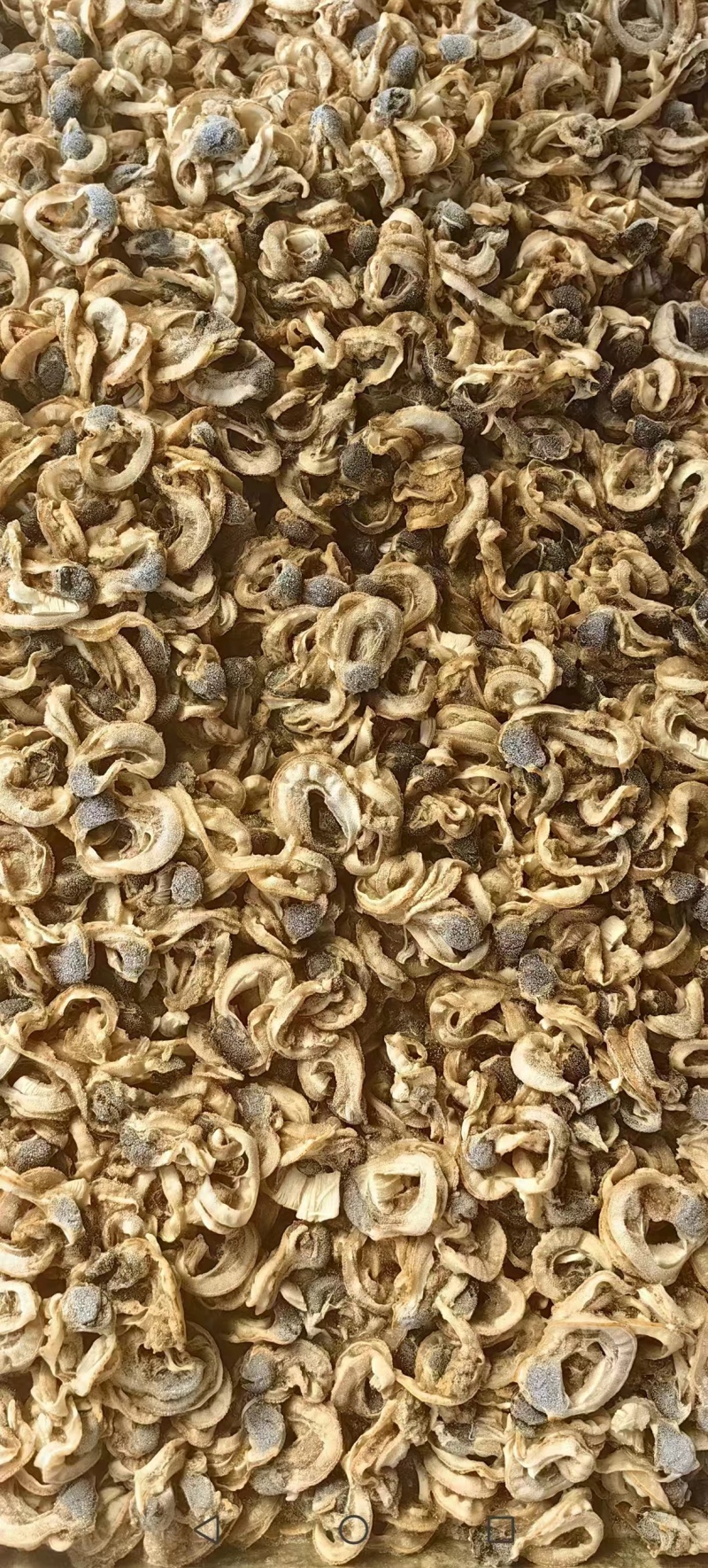 精品夏夷贝边饲料级别的，现货大量供应，欢迎下单