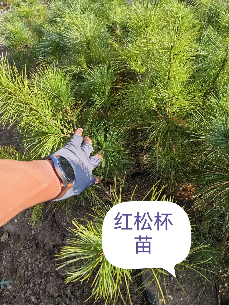 东北红松杯苗耐寒成活率高品质好。裸根苗，上山苗，营养松苗
