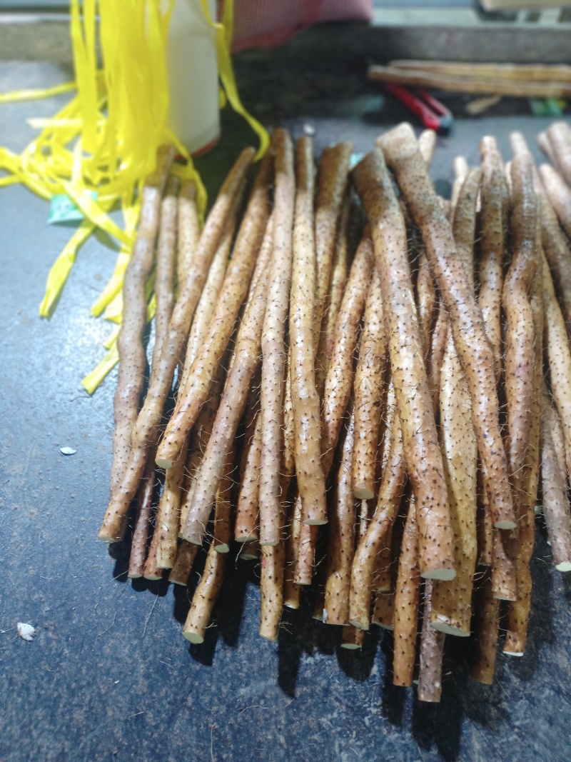 小白嘴精品
