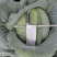 农家肥种植扁包菜