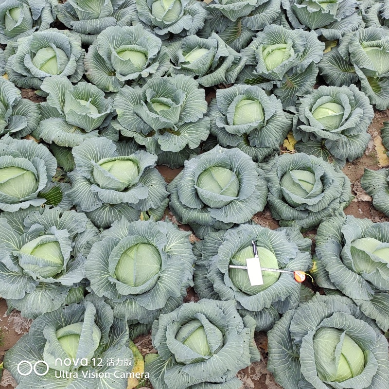 农家肥种植扁包菜