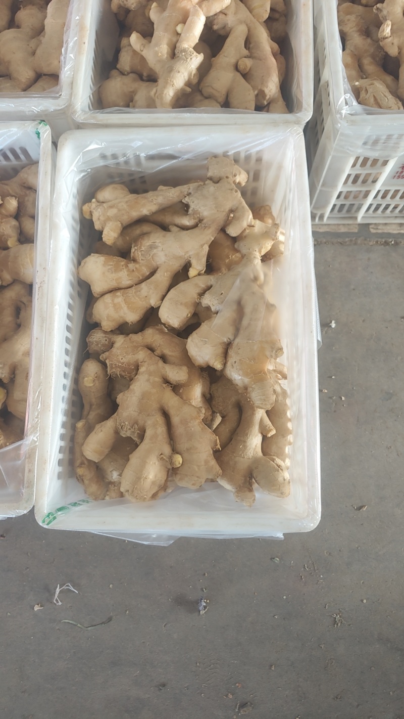 精品生姜