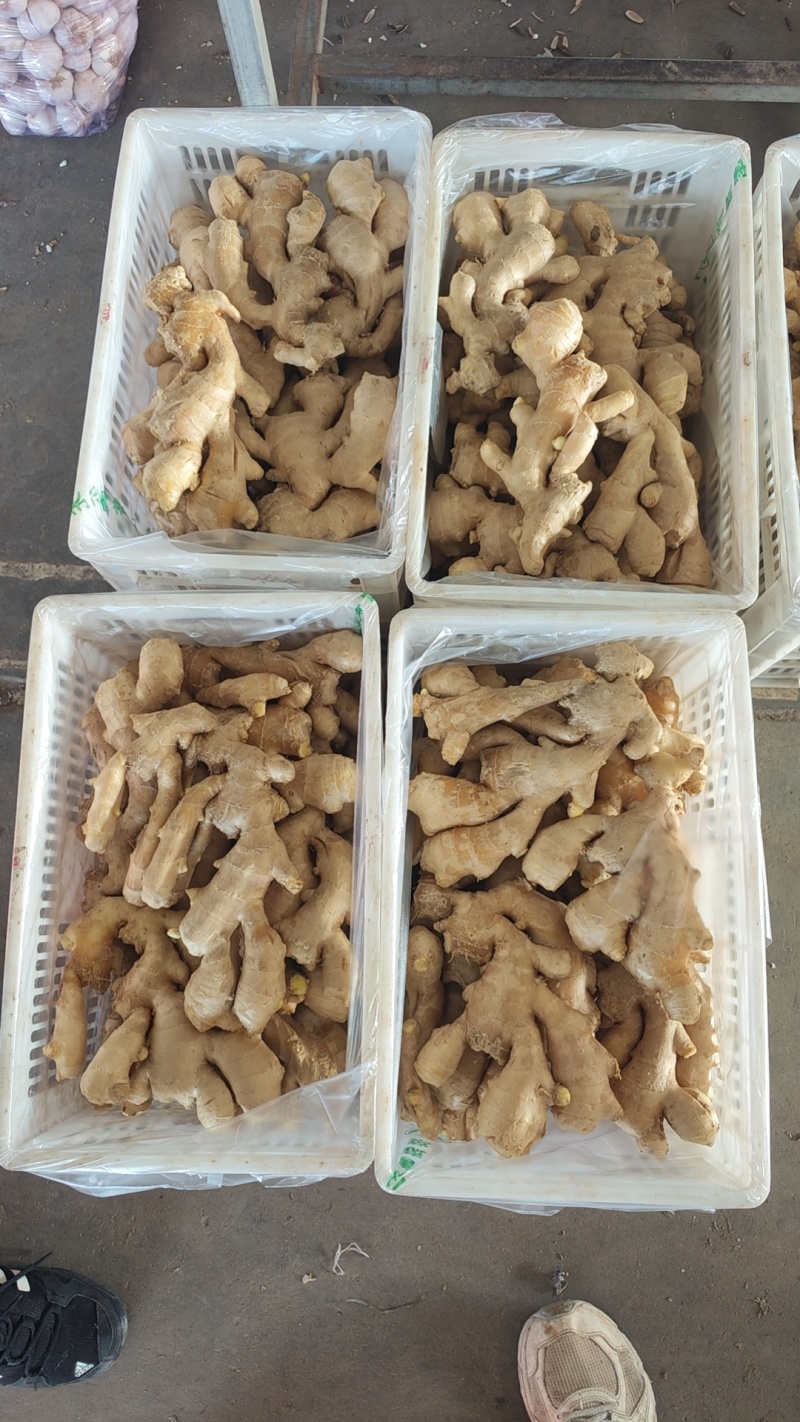 精品生姜