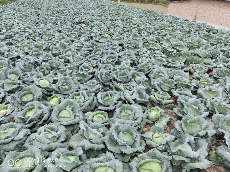农家肥种植扁包菜