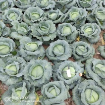农家肥种植扁包菜