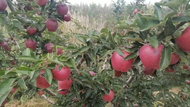 优质红星苹果基地一手货源对接电商市场商超可视频