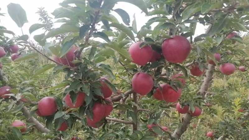 优质红星苹果基地一手货源对接电商市场商超可视频