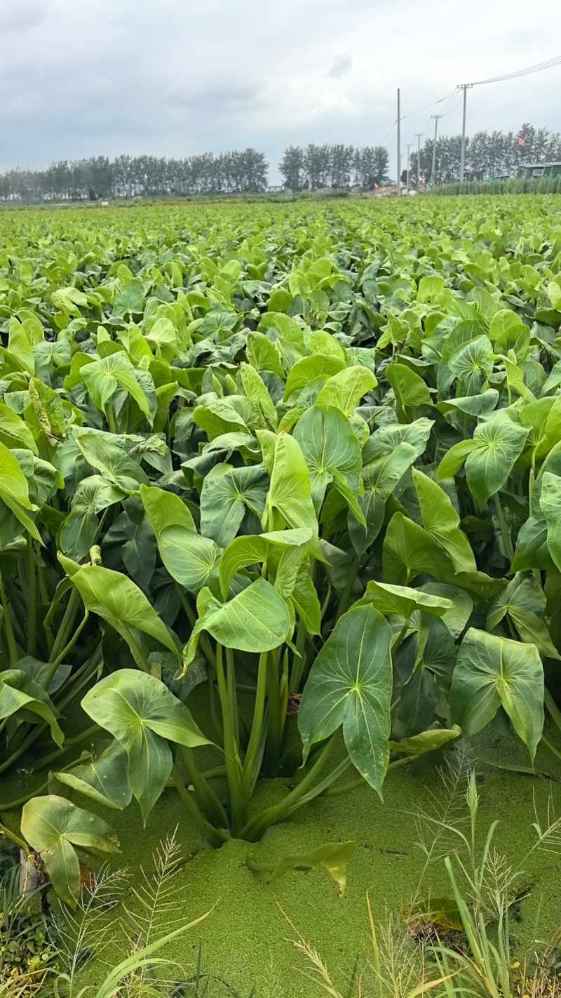 精品茨菇白茨菇产地直供，价格合理，可全国发货