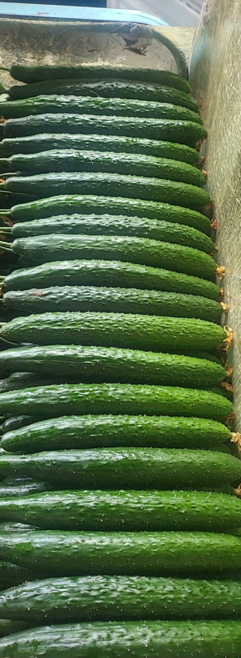 精品青瓜