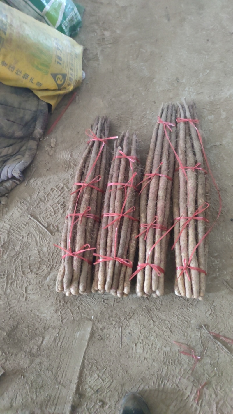 铁棍麻山药大量有货供货稳定欢迎各位老板合作