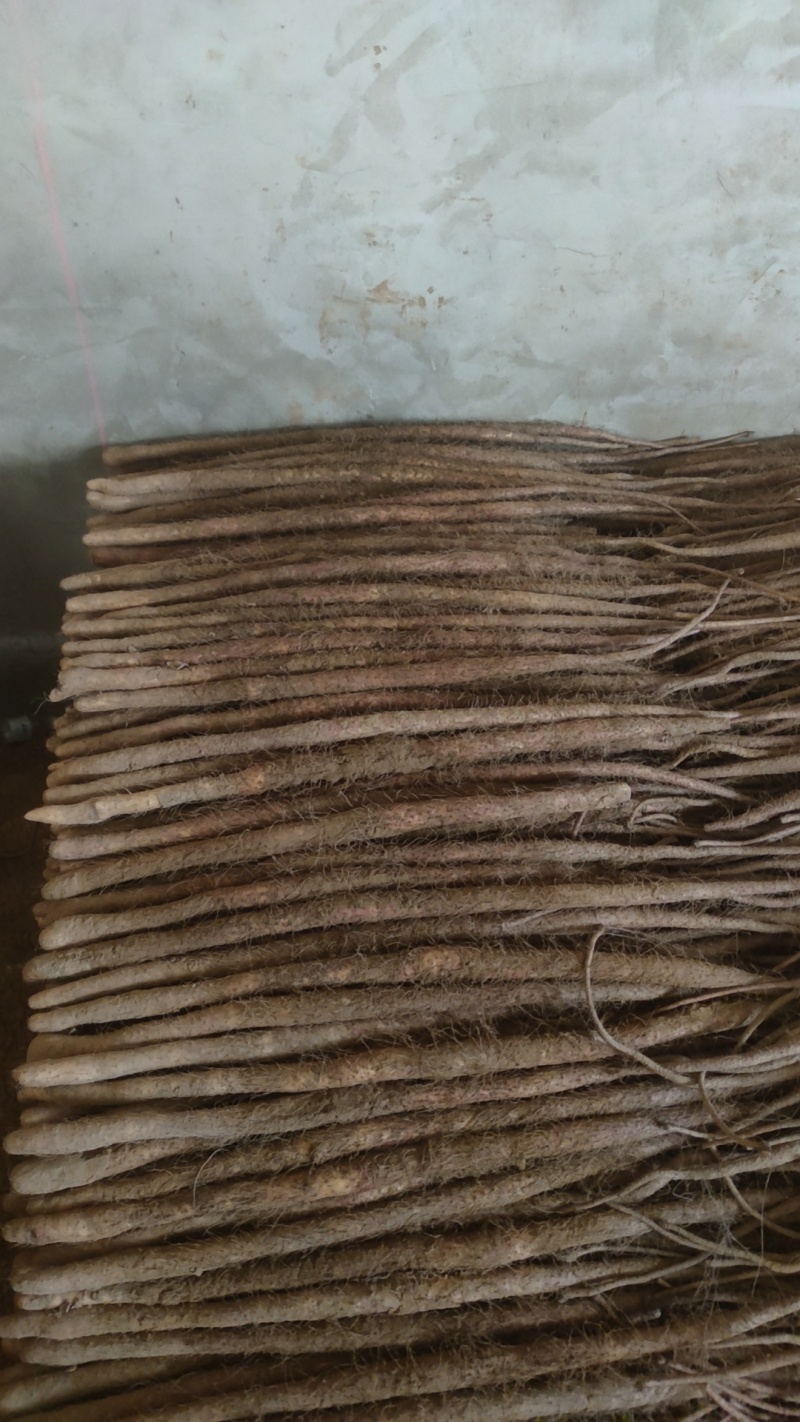 铁棍麻山药大量有货供货稳定欢迎各位老板合作