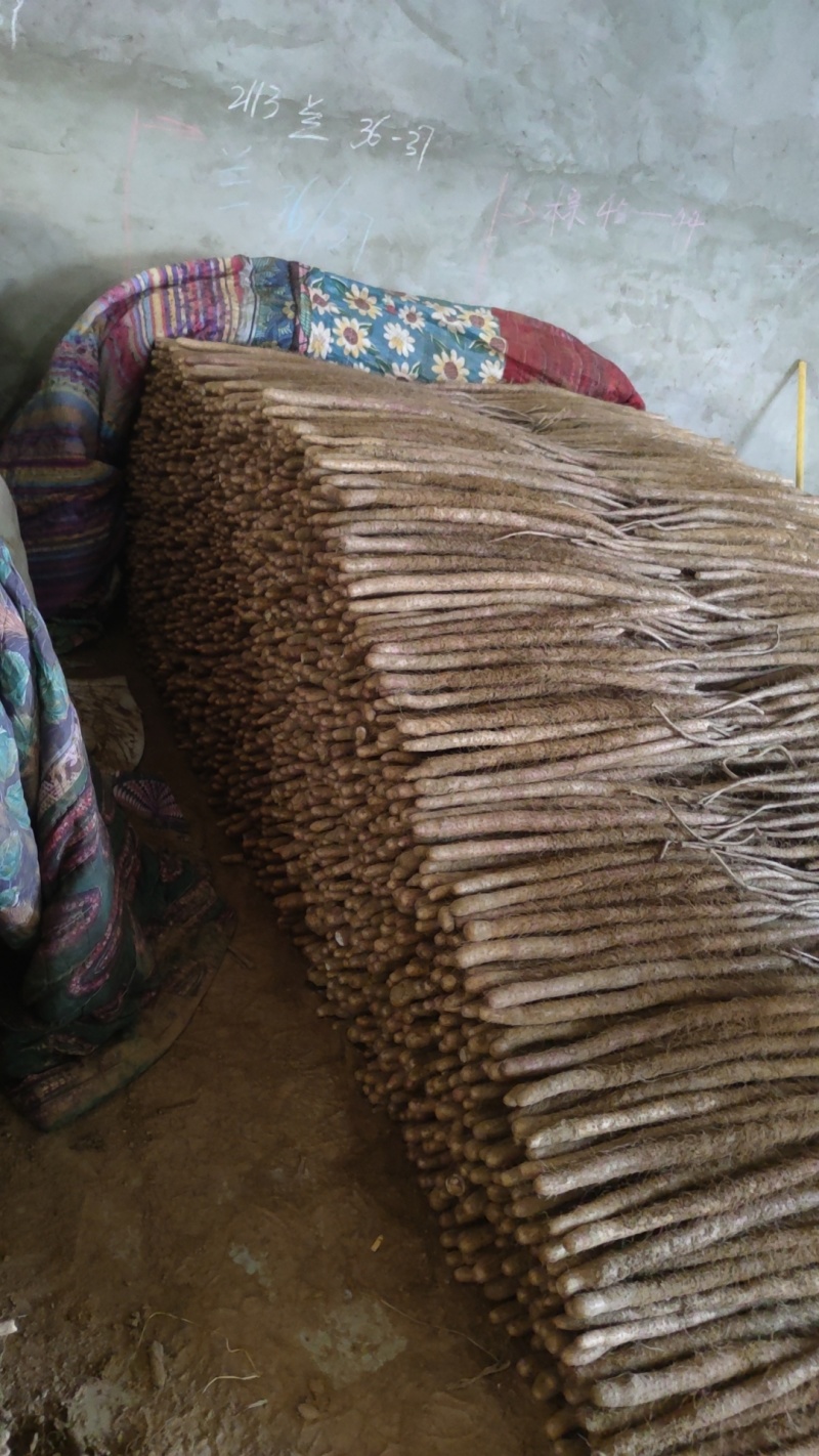 铁棍麻山药大量有货供货稳定欢迎各位老板合作