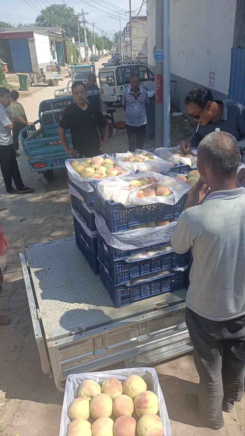 中华寿桃，国庆红桃，580中秋王桃大量上市中有需要老板联