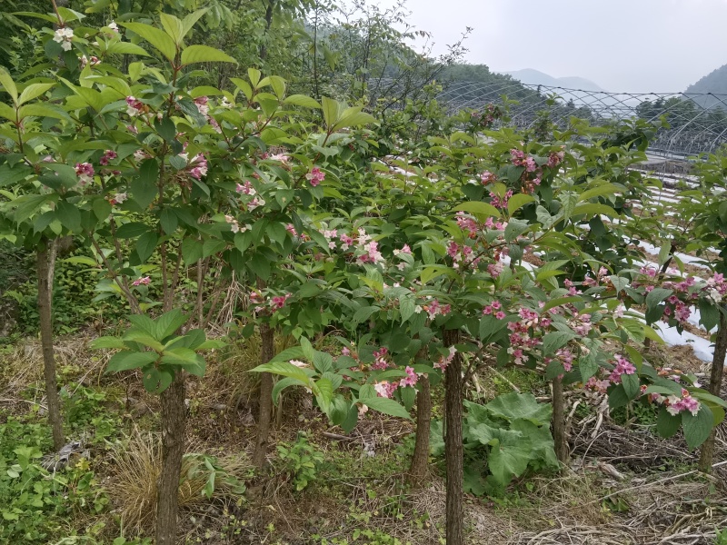 五彩锦带，基地直供，量大从优，欢迎致电联系。