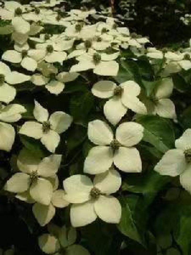 四照花，土球全冠，土球截杆，可开票，提供技术指导