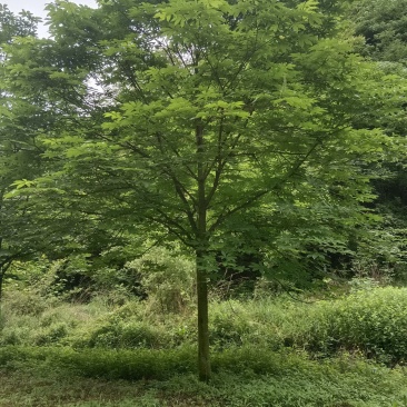 七叶树苗，大树土球全冠，基地直供，提供技术指导，包成活率