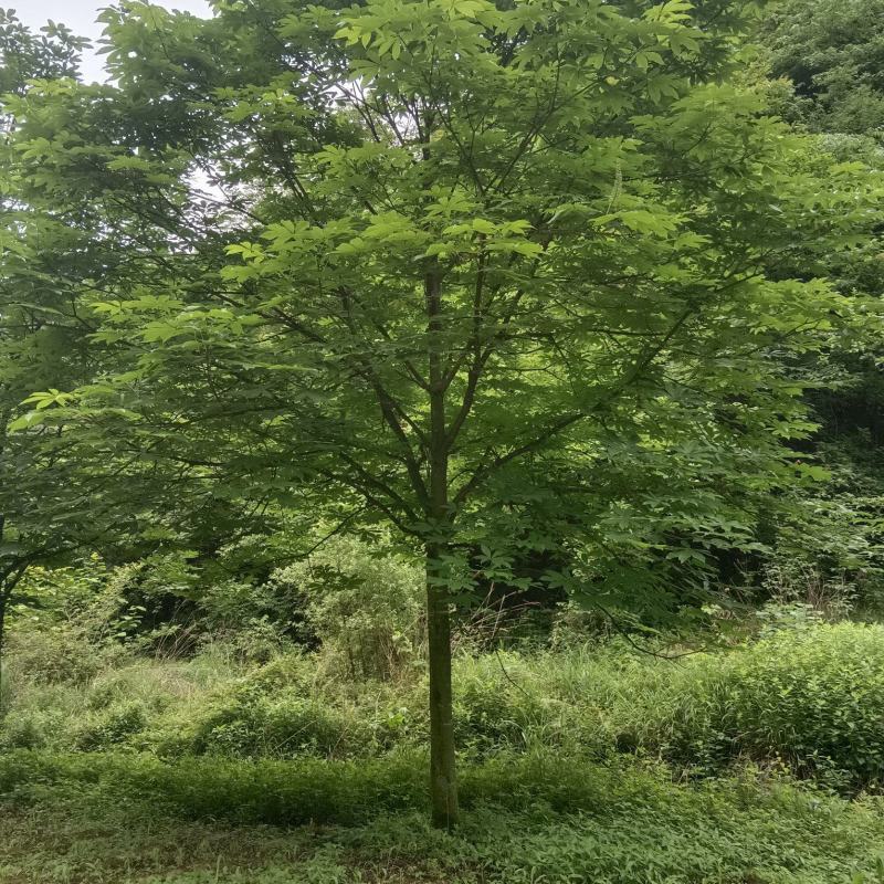 七叶树苗，大树土球全冠，基地直供，提供技术指导，包成活率