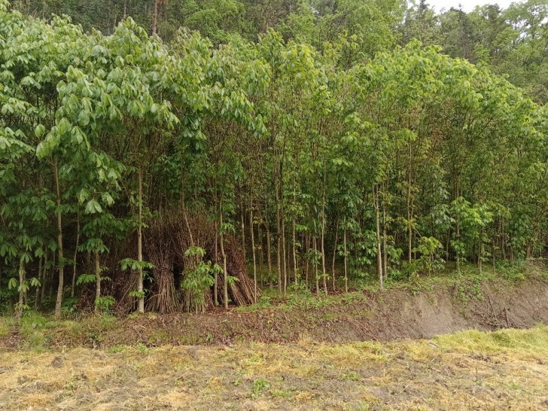七叶树苗，大树土球全冠，基地直供，提供技术指导，包成活率