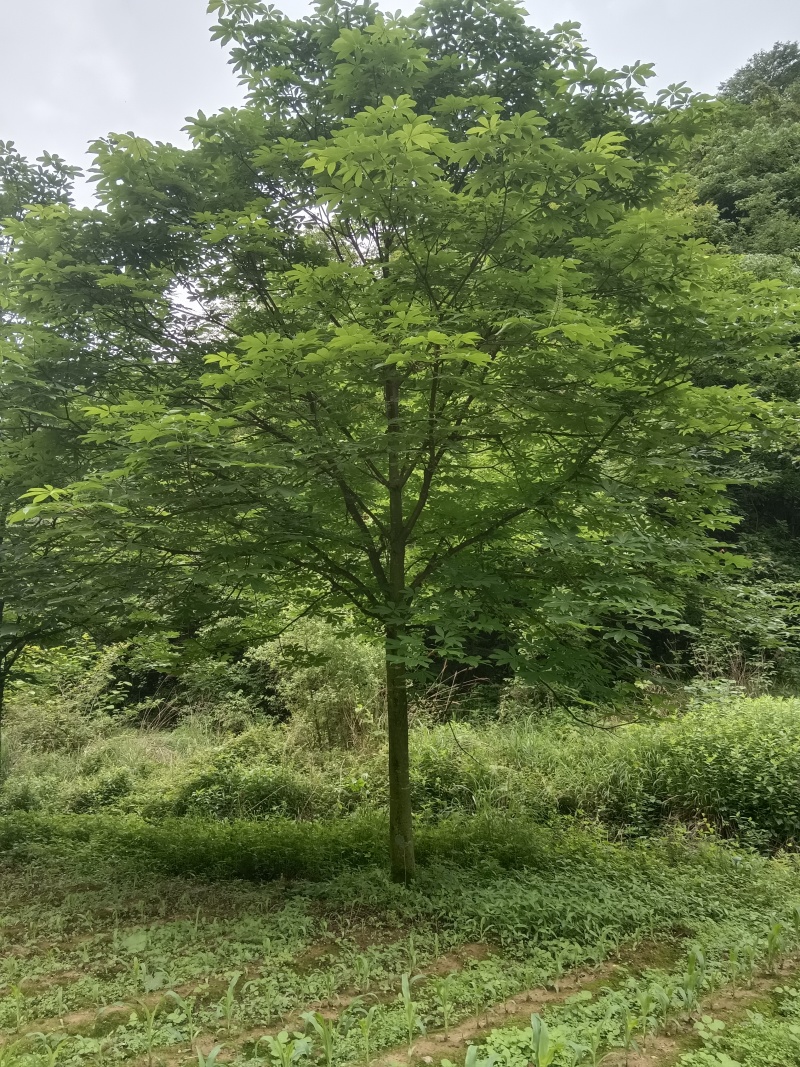 七叶树苗，大树土球全冠，基地直供，提供技术指导，包成活率