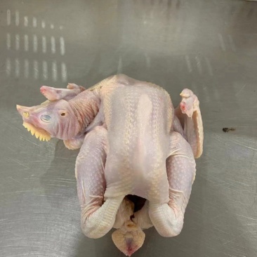 一级三黄鸡