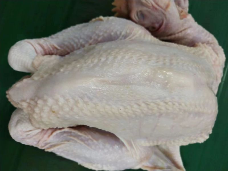 一级三黄鸡