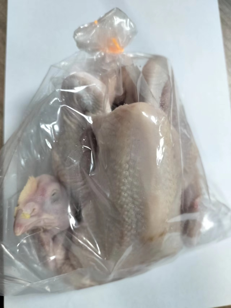 一级三黄鸡