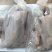 一级三黄鸡