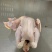 一级三黄鸡