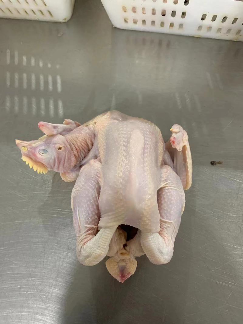 一级三黄鸡