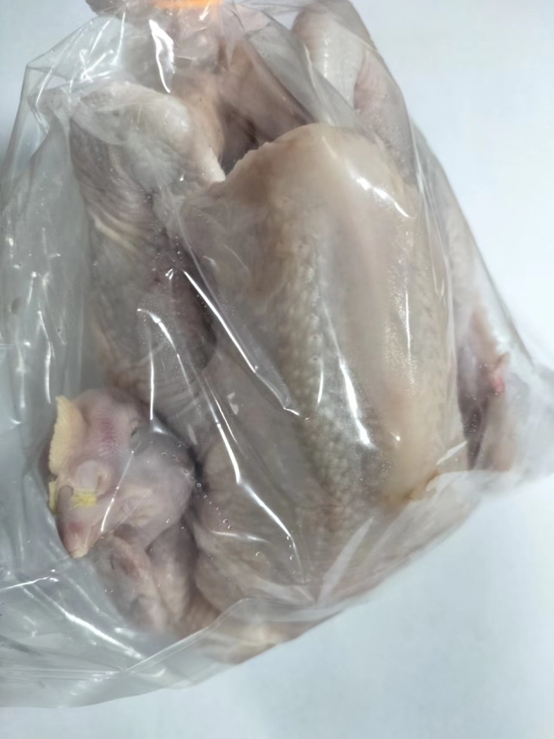 一级三黄鸡