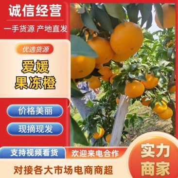 精品爱媛果冻橙产地发货量大从优质量保证欢迎咨询