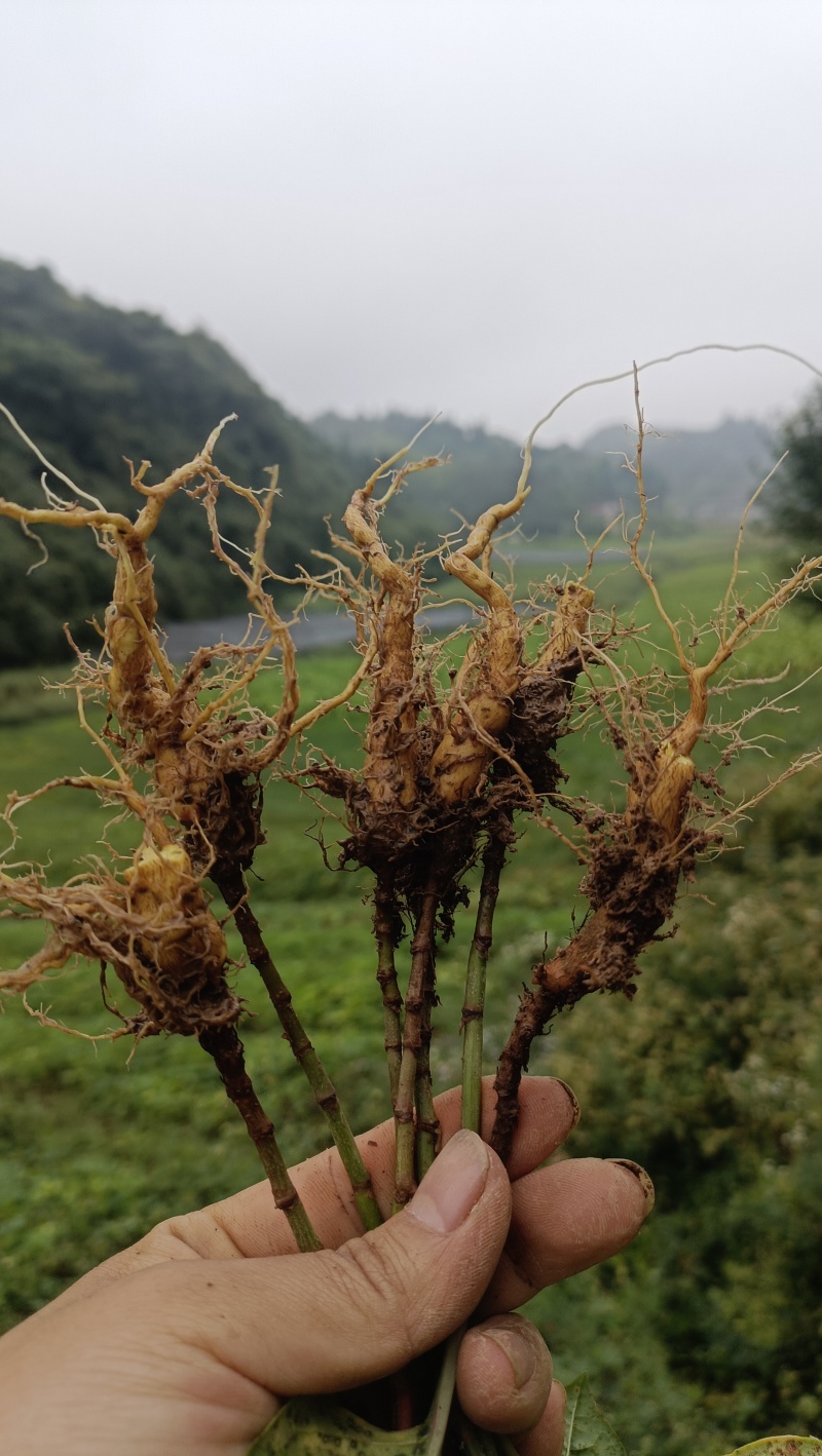 虎杖驯化种苗，酸通杆，高产优质肉虎杖，基地直供。露天育苗