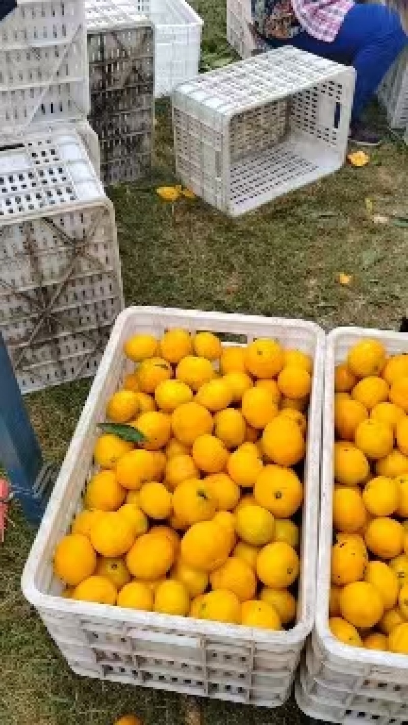 精品爱媛果冻橙产地发货量大从优质量保证欢迎咨询