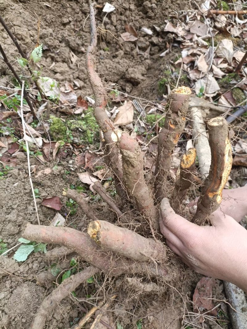 虎杖驯化种苗，酸通杆，高产优质肉虎杖，基地直供。露天育苗