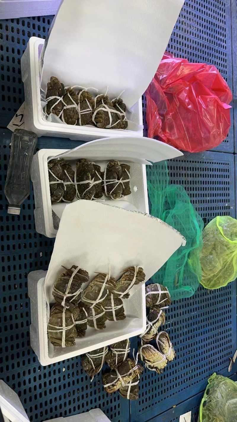 河蟹大量上市品质好价格合理欢迎来电咨询